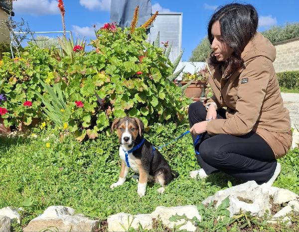 RIO cucciolo tricolore in adozione Foto 8